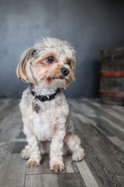 Cute Dog